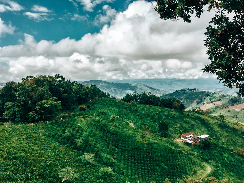 SPECIALITY COFFEE BEANS - CHOCOLOCO, COLOMBIA, SINGLE ORIGIN
