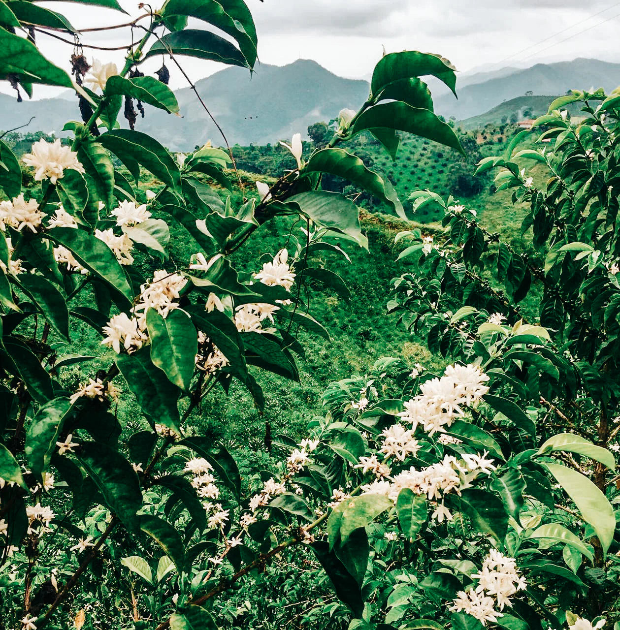 SPECIALITY COFFEE BEANS - CHOCOLOCO, COLOMBIA, SINGLE ORIGIN