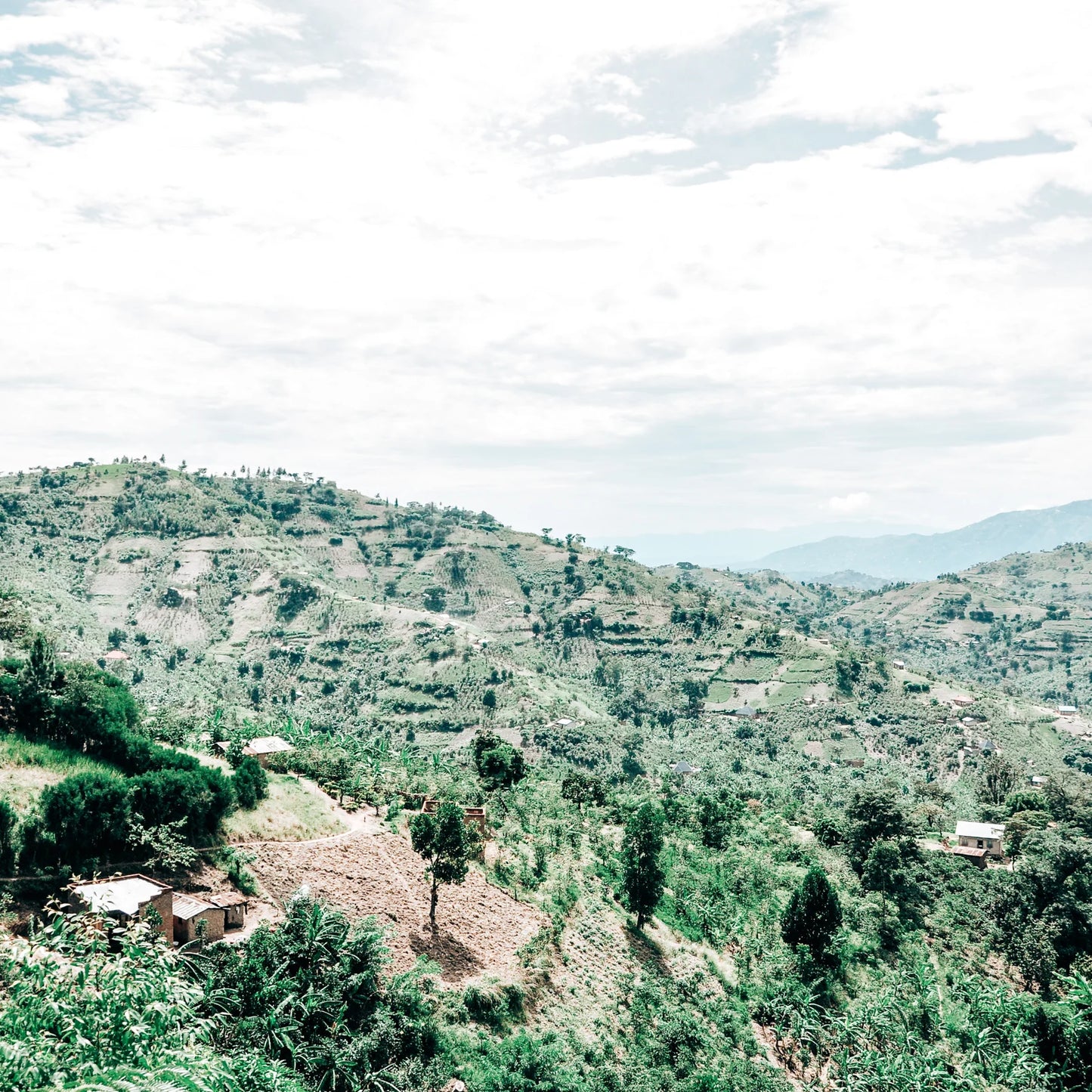 SPECIALITY COFFEE BEANS - AFRICAN MOON, UGANDA, SINGLE ORIGIN