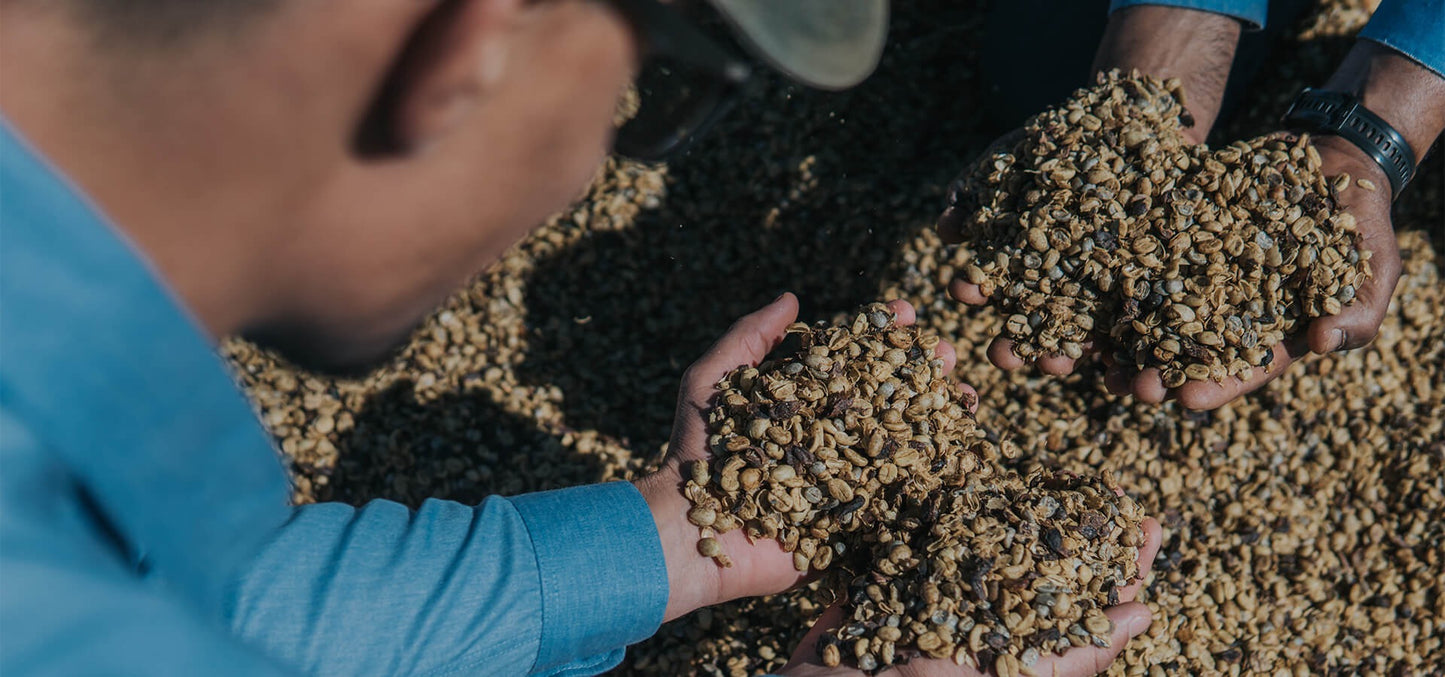 SPECIALITY COFFEE BEANS - MARCELO MORITA, BRAZIL, SINGLE ORIGIN