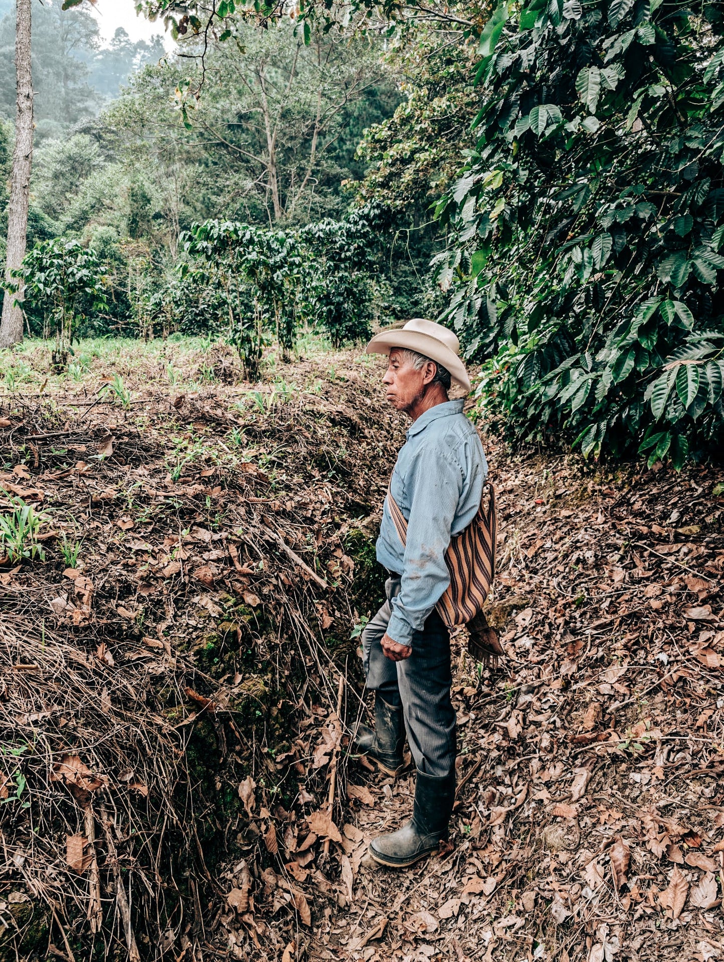 SPECIALITY COFFEE BEANS - LOS ALTOS, COSTA RICA, SINGLE ORIGIN