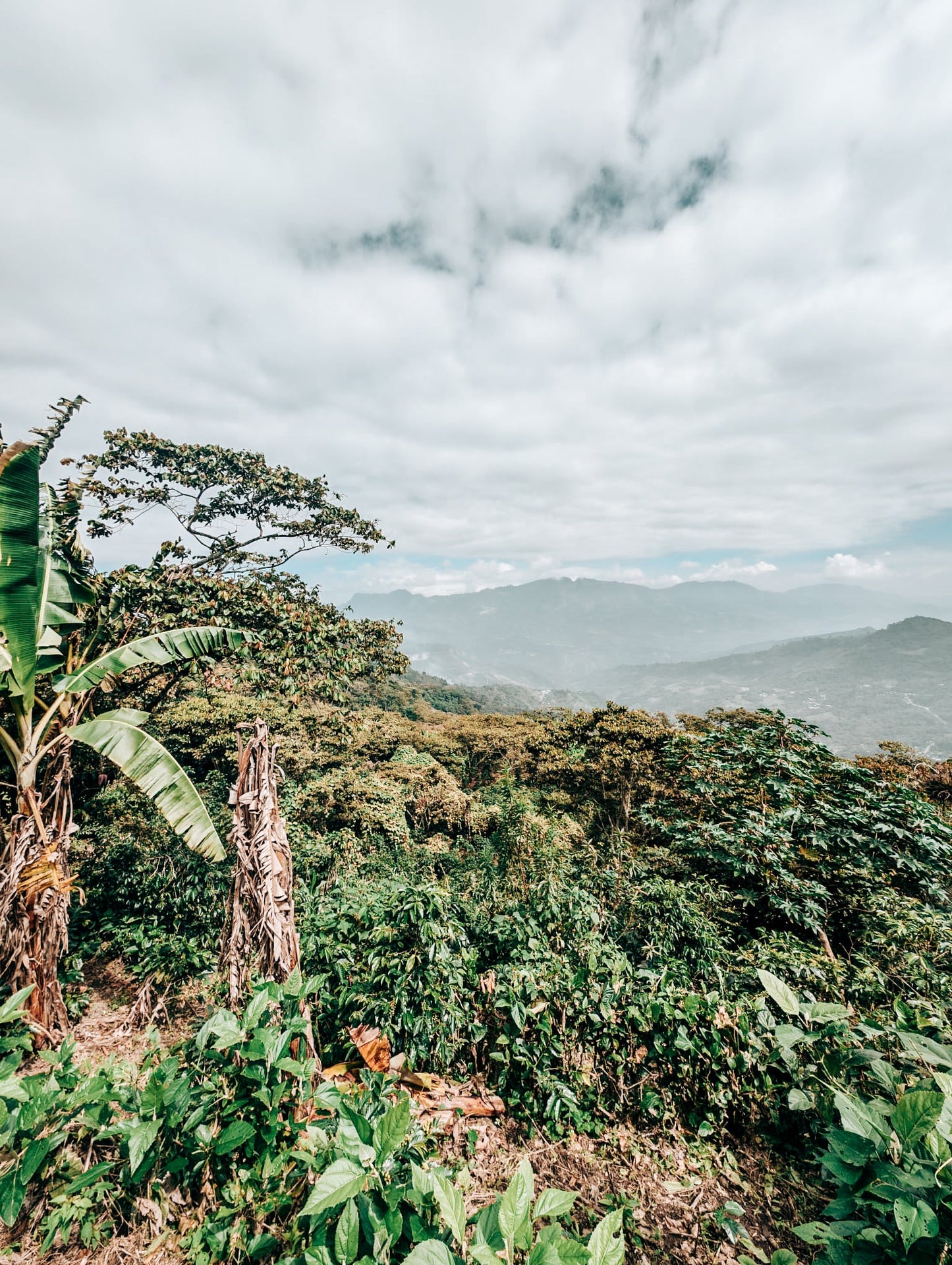 SPECIALITY COFFEE BEANS - LOS ALTOS, COSTA RICA, SINGLE ORIGIN