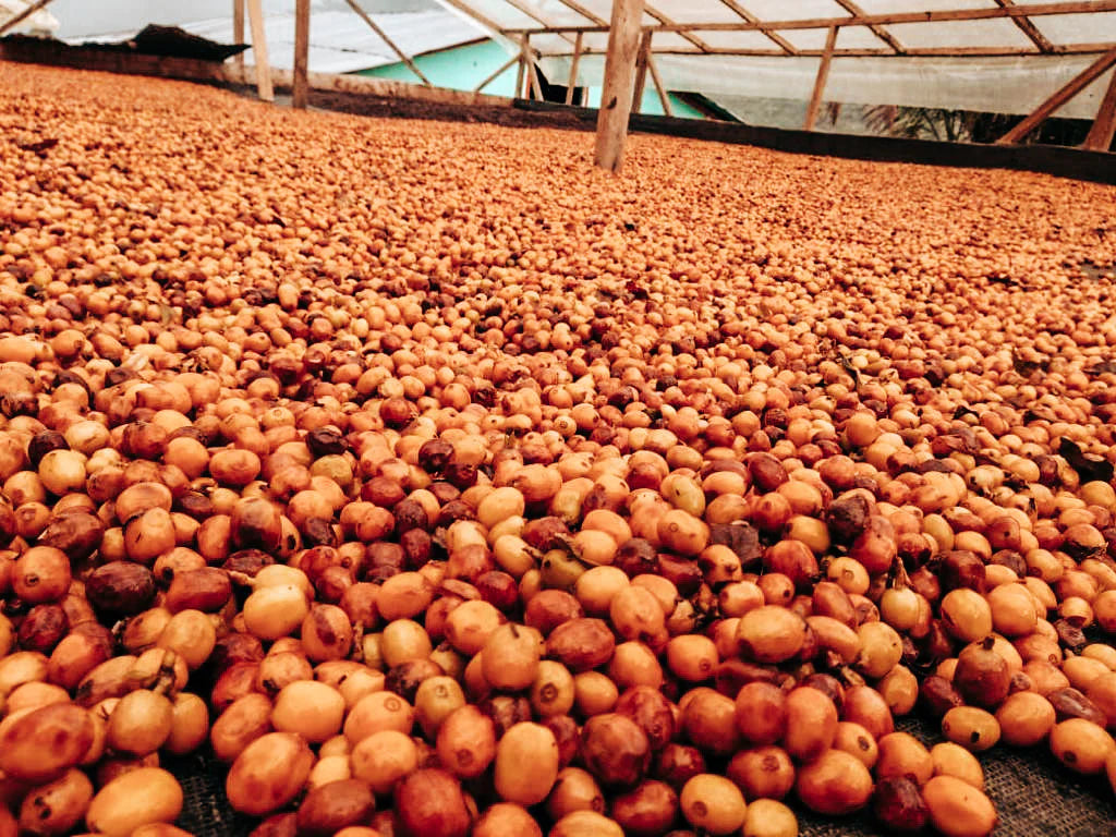 SPECIALITY COFFEE BEANS - CHOCOLOCO, COLOMBIA, SINGLE ORIGIN