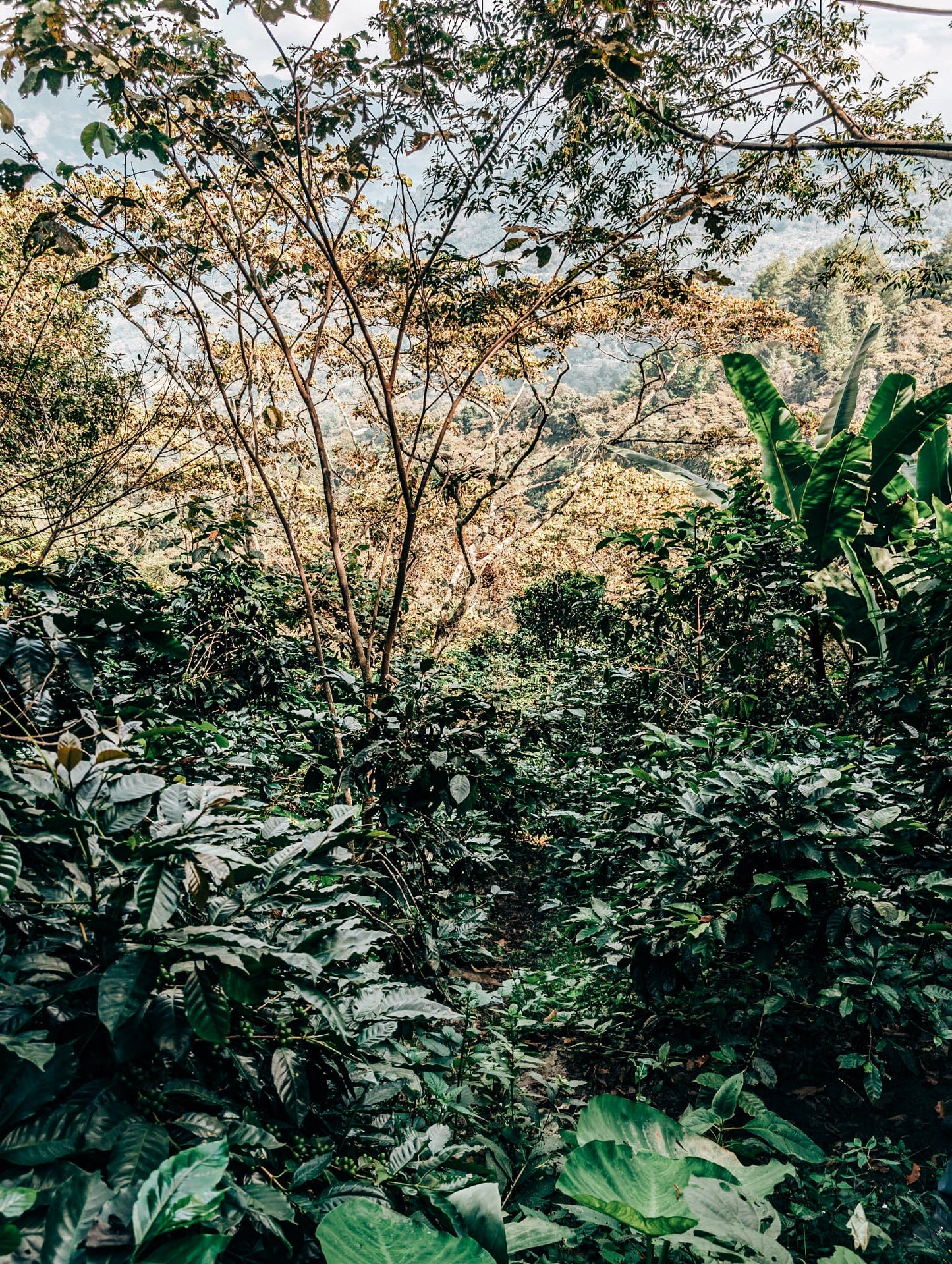 SPECIALITY COFFEE BEANS - LOS ALTOS, COSTA RICA, SINGLE ORIGIN