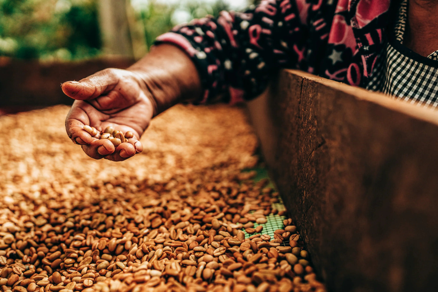 SPECIALITY COFFEE BEANS - DECAF QUETZAL, MEXICO, SINGLE ORIGIN