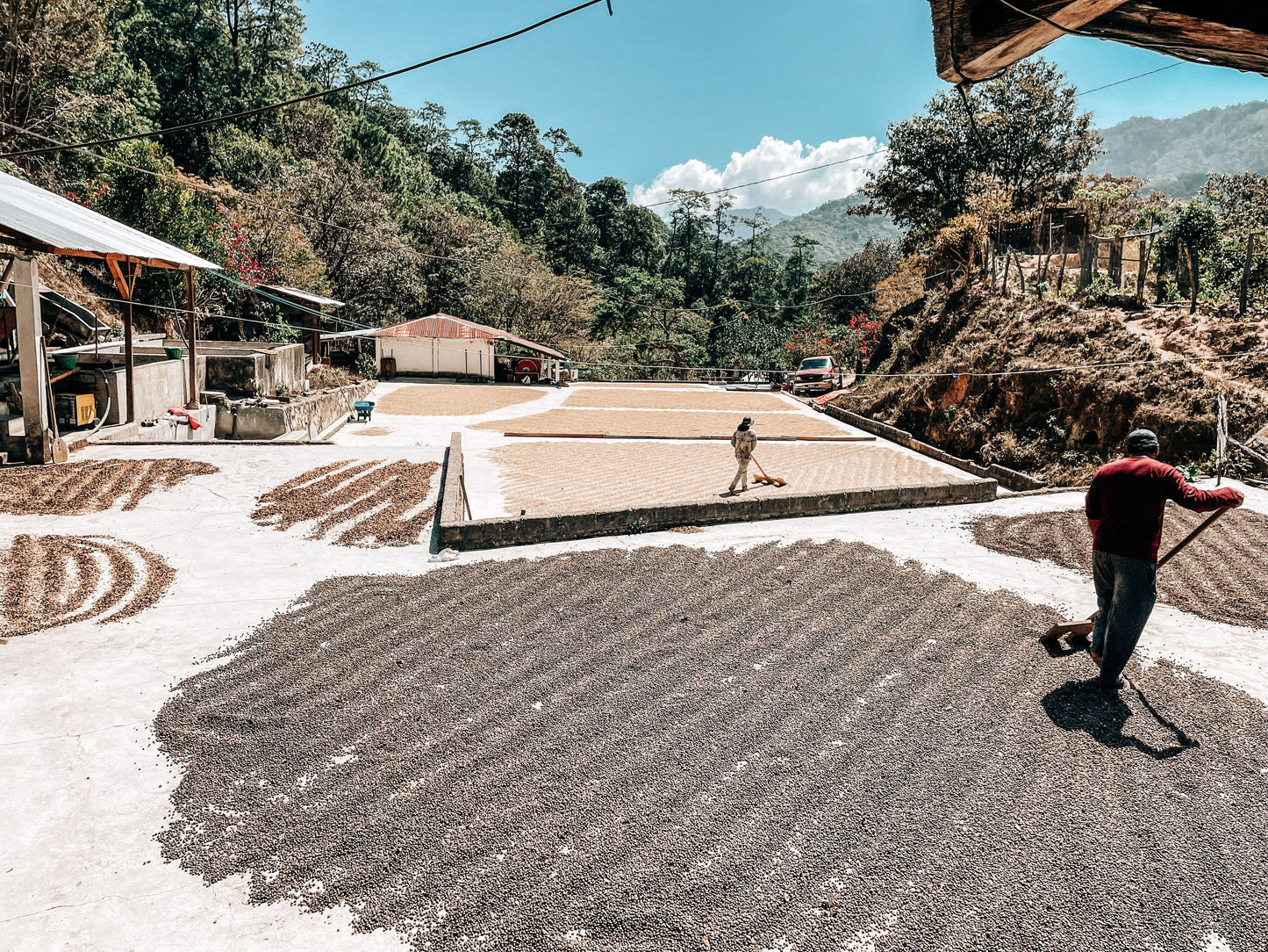 SPECIALITY COFFEE BEANS - RANCHO MORELIA, SIERRA MADRE, MEXICO, SINGLE ORIGIN