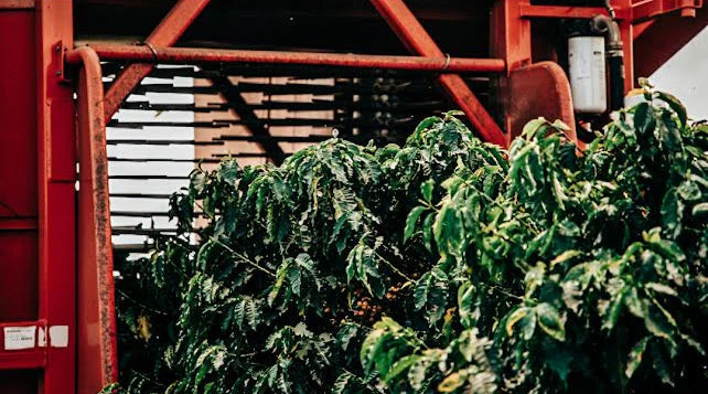SPECIALITY COFFEE BEANS - CIASU PEABERRY, MINAS GERAIS, BRAZIL, SINGLE ORIGIN