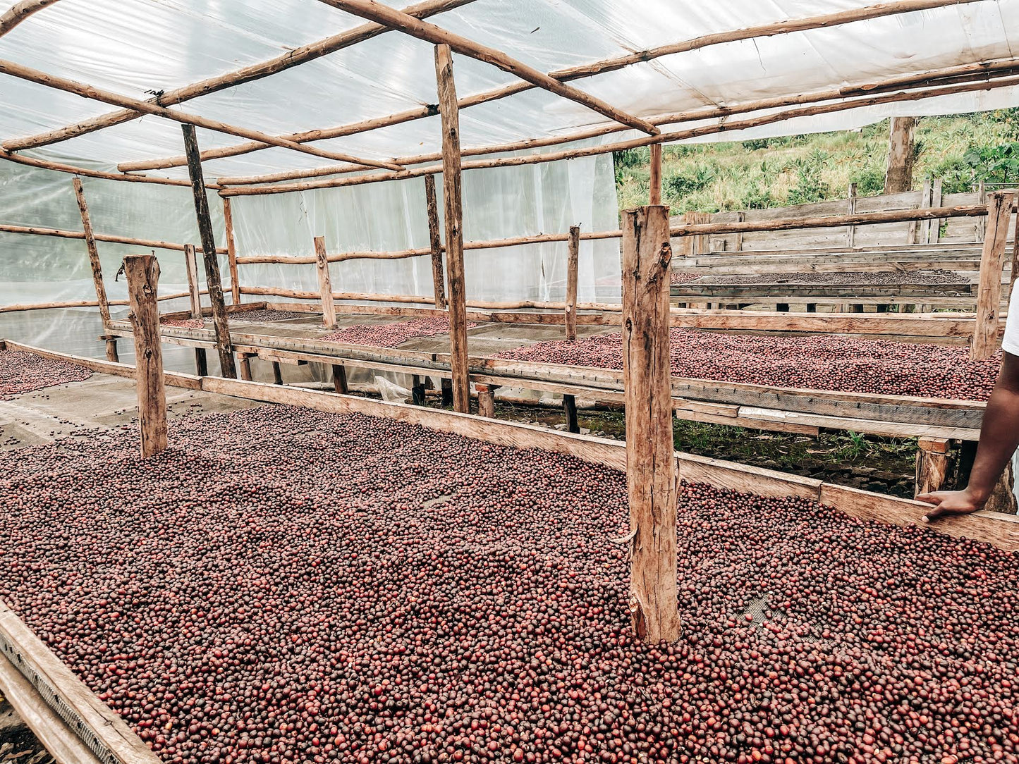 SPECIALITY COFFEE BEANS - KWEZI NATURAL, RWENZORI MOUNTAINS, UGANDA, SINGLE ORIGIN