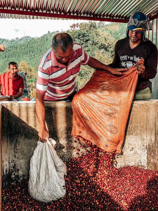 SPECIALITY COFFEE BEANS - NIMBUS PINK BOURBON, CALDAS, COLOMBIA, SINGLE ORIGIN DECAF