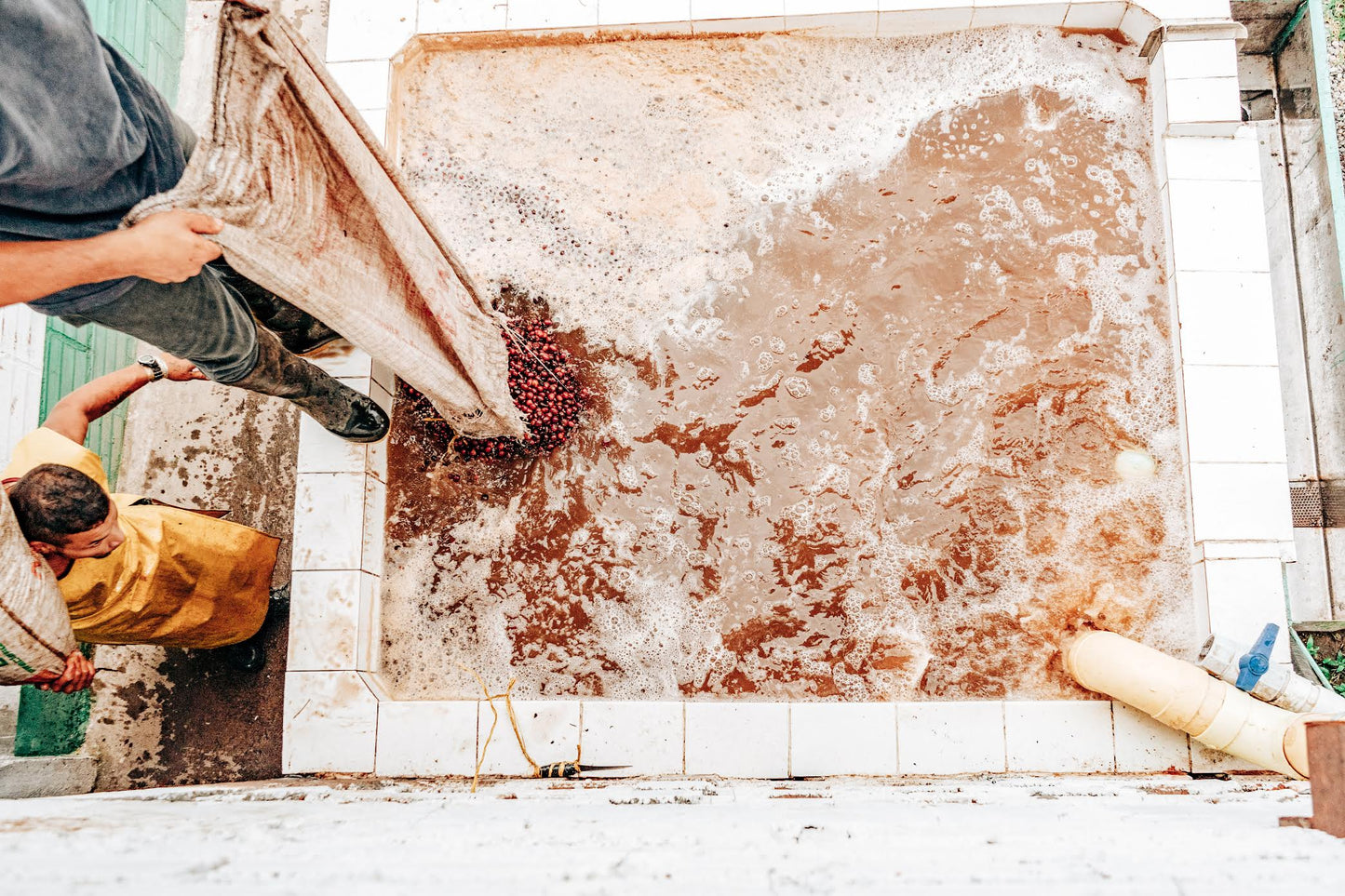 SPECIALITY COFFEE BEANS - NIMBUS PINK BOURBON, CALDAS, COLOMBIA, SINGLE ORIGIN DECAF