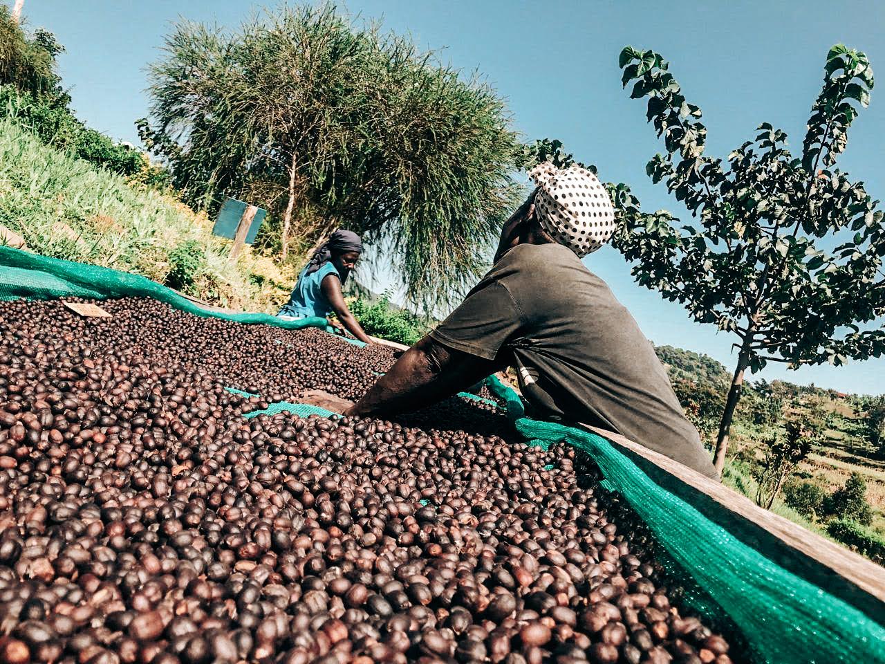 SPECIALITY COFFEE BEANS - KWEZI NATURAL, RWENZORI MOUNTAINS, UGANDA, SINGLE ORIGIN