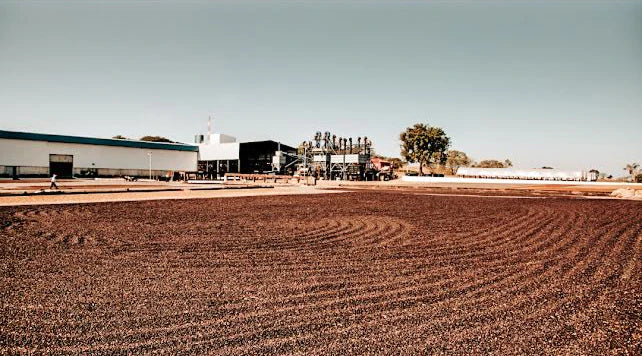 SPECIALITY COFFEE BEANS - CIASU PEABERRY, MINAS GERAIS, BRAZIL, SINGLE ORIGIN