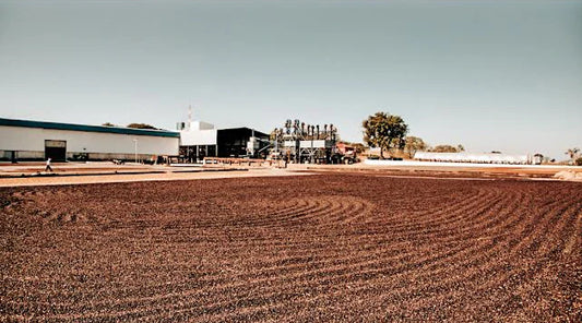 SPECIALITY COFFEE BEANS - CIASU PEABERRY, MINAS GERAIS, BRAZIL, SINGLE ORIGIN