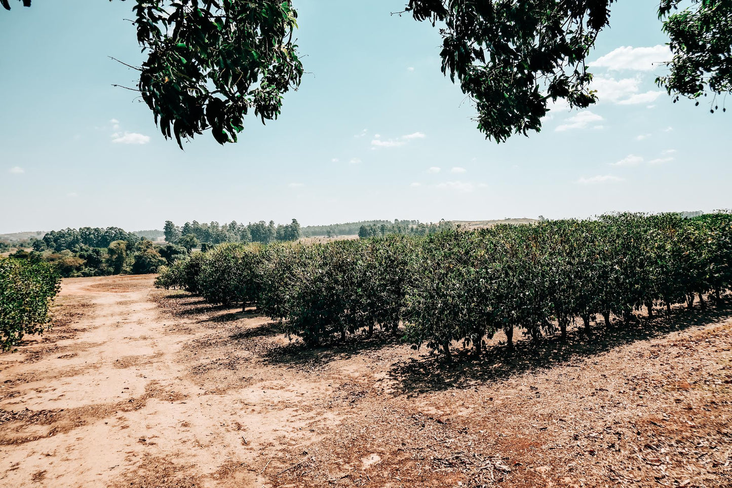 SPECIALITY COFFEE BEANS - ANDREA COSTA, UGANDA, SINGLE ORIGIN