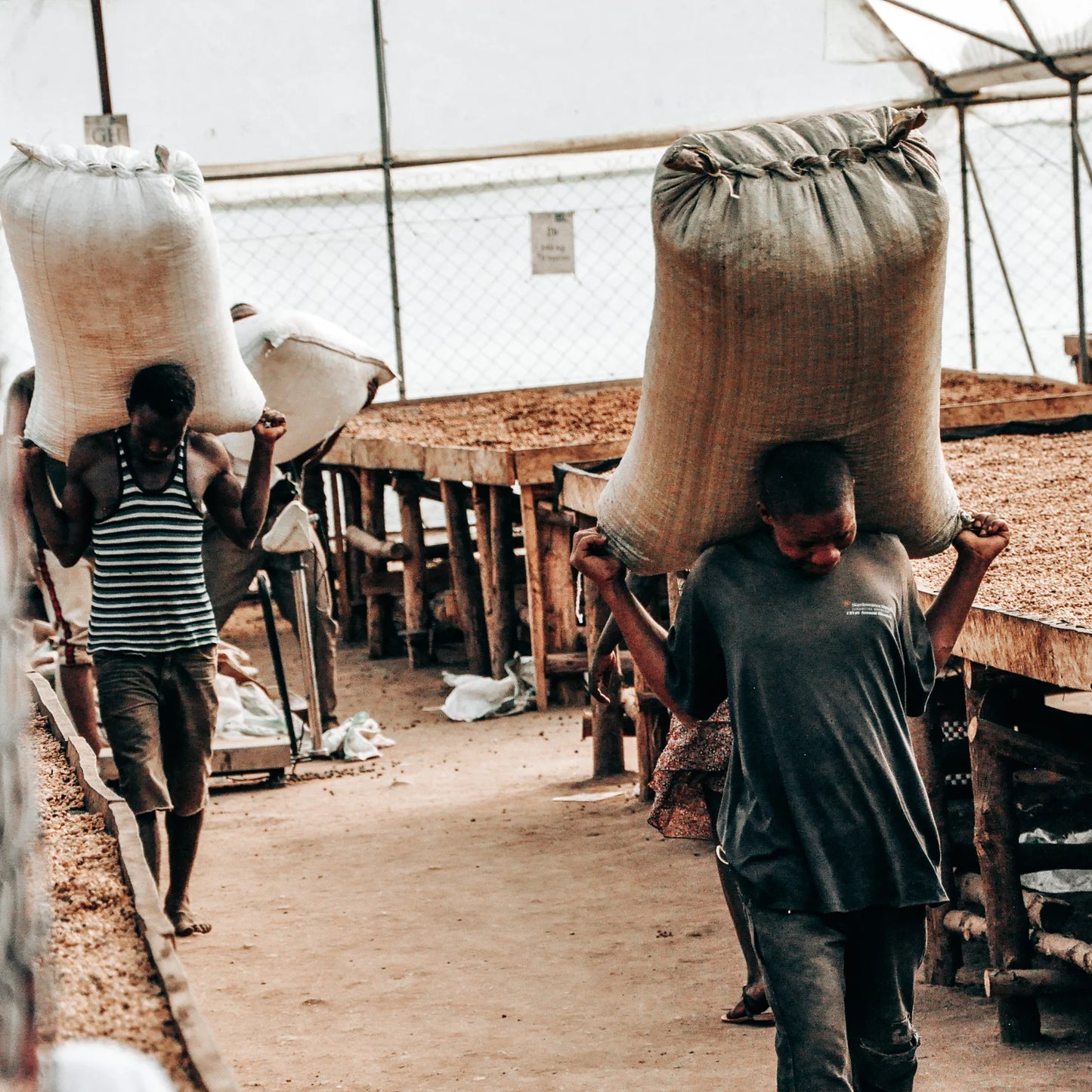 SPECIALITY COFFEE BEANS - AFRICAN MOON, UGANDA, SINGLE ORIGIN