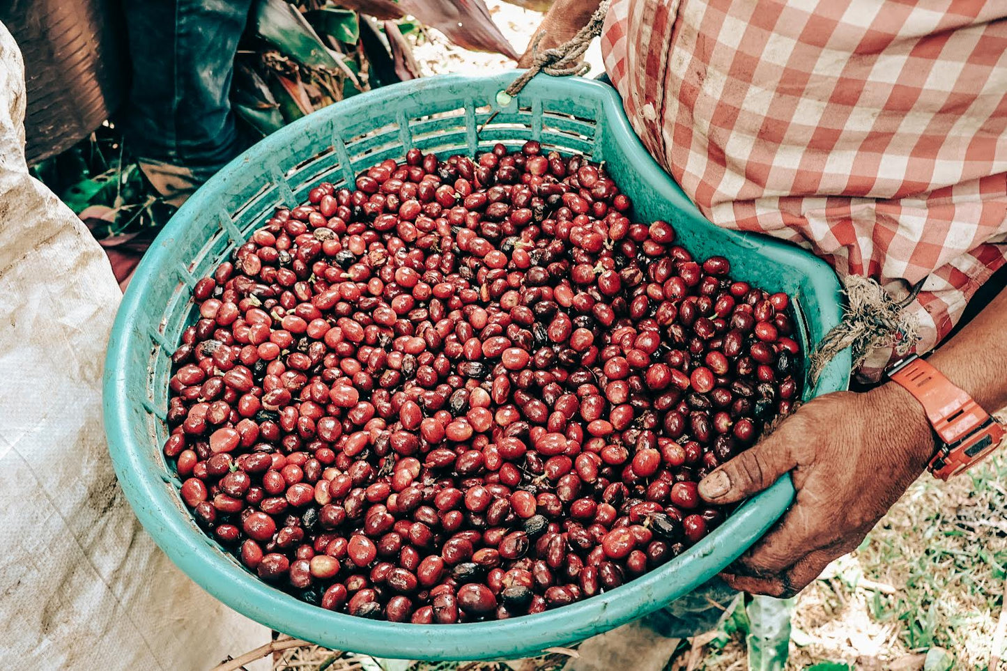 SPECIALITY COFFEE BEANS - HERMANOS AGUILERA, FINCA CHAYOTE, COSTA RICA, SINGLE ORIGIN