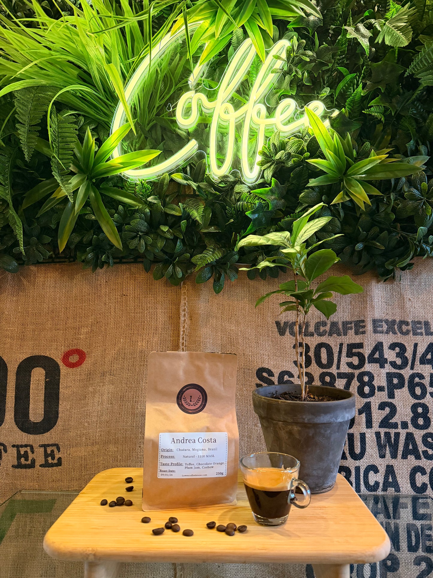 SPECIALITY COFFEE BEANS - ANDREA COSTA, UGANDA, SINGLE ORIGIN