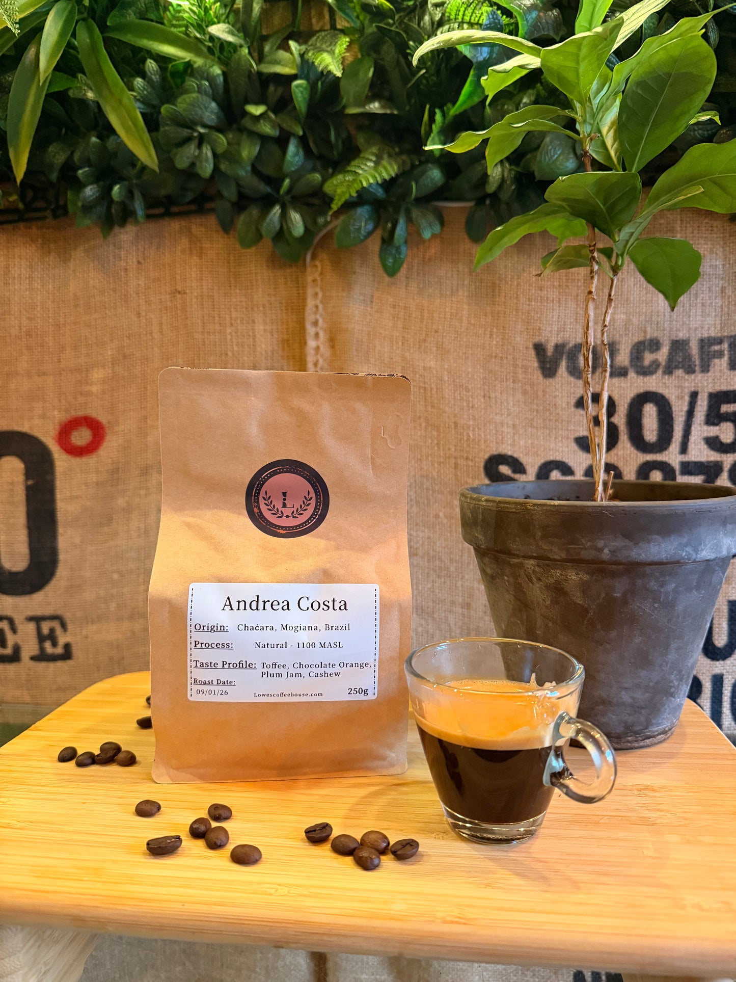 SPECIALITY COFFEE BEANS - ANDREA COSTA, UGANDA, SINGLE ORIGIN