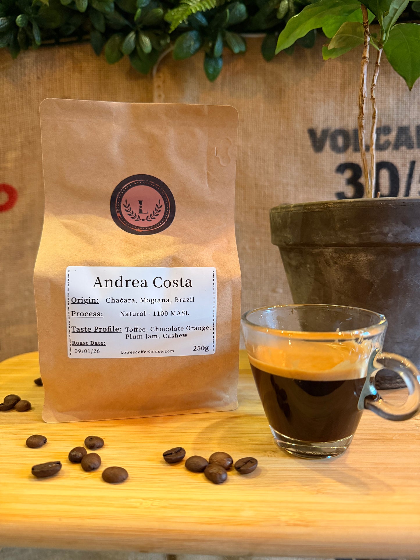 SPECIALITY COFFEE BEANS - ANDREA COSTA, UGANDA, SINGLE ORIGIN