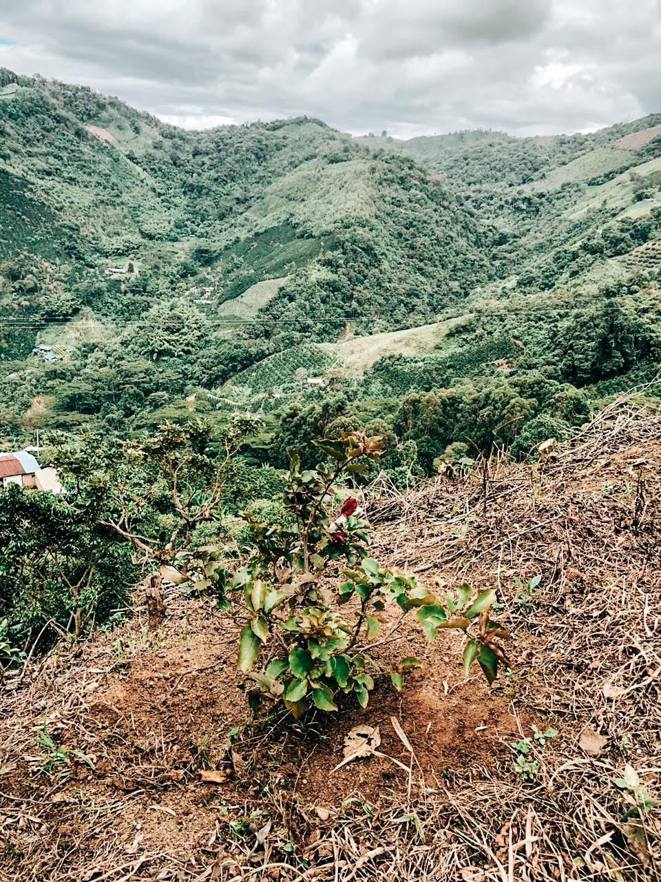 SPECIALITY COFFEE BEANS - TIMANÁ CASTILLO, HUILA, COLOMBIA, SINGLE ORIGIN