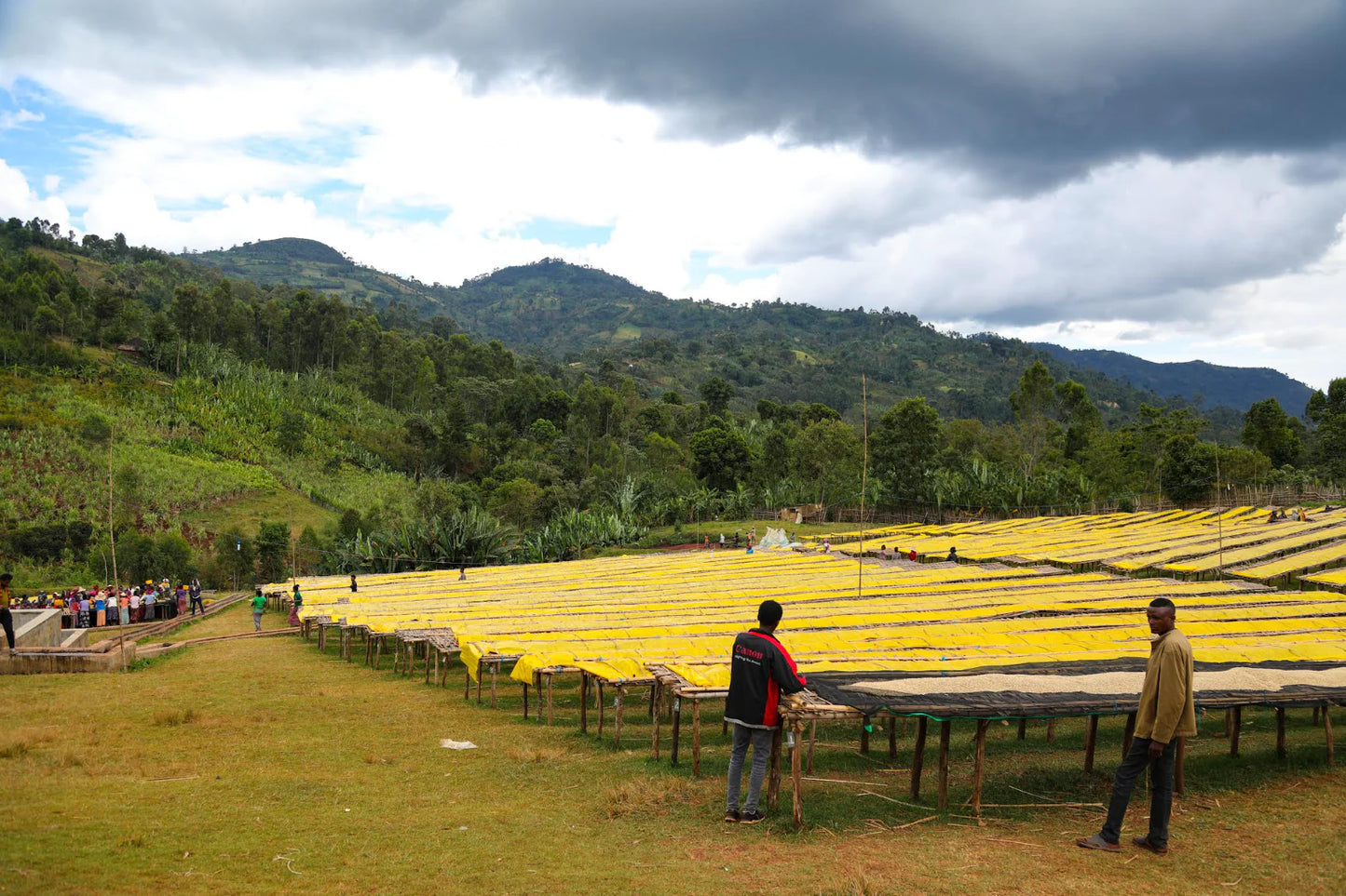 SPECIALITY COFFEE BEANS - NATURAL BUNCHO, SHANTAWENE, ETHIOPIA, SINGLE ORIGIN