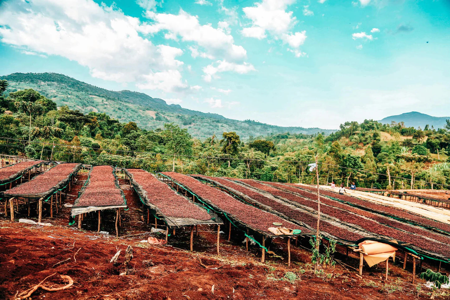 SPECIALITY COFFEE BEANS - NATURAL BUNCHO, SHANTAWENE, ETHIOPIA, SINGLE ORIGIN