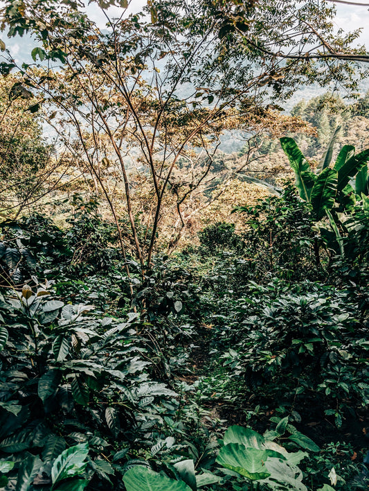 SPECIALITY COFFEE BEANS - DECAF QUETZAL, MEXICO, SINGLE ORIGIN