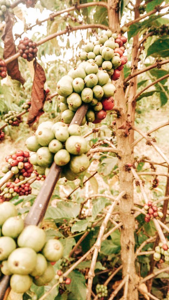 SPECIALITY COFFEE BEANS - MOUNT ELGON, BUGISU, EASTERN UGANDA, SINGLE ORIGIN