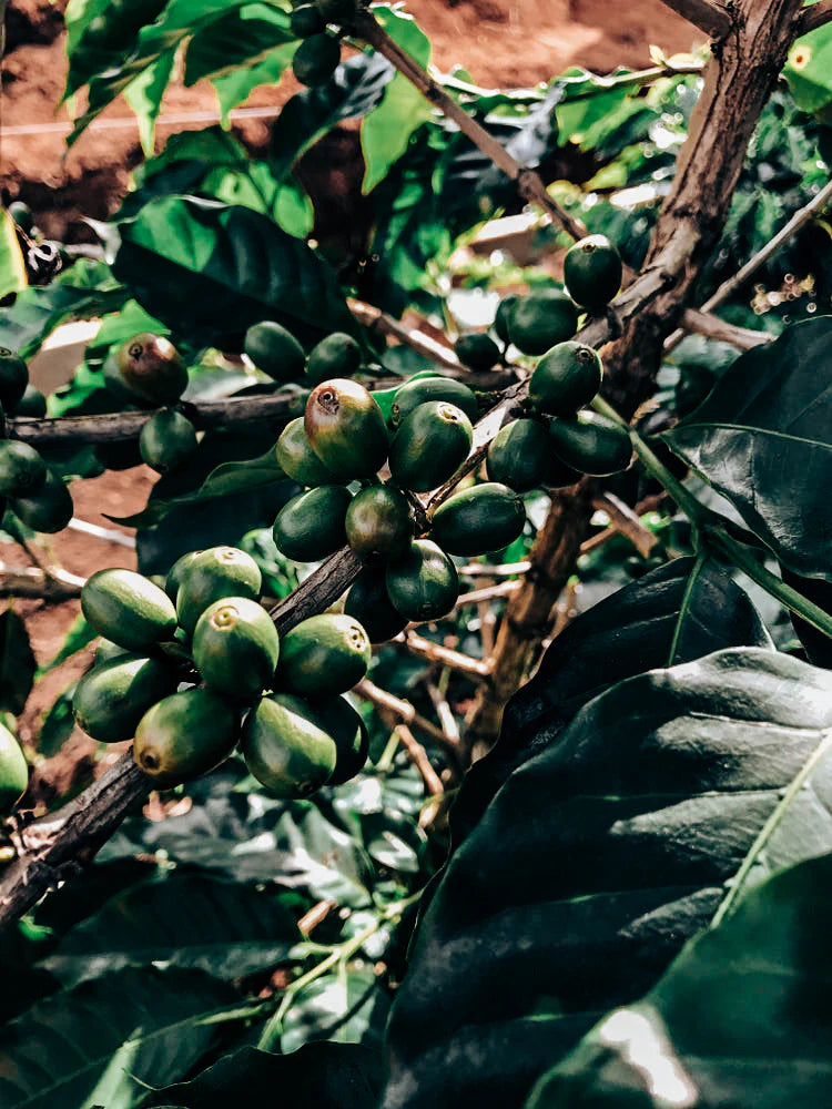 SPECIALITY COFFEE BEANS - MOUNT ELGON, BUGISU, EASTERN UGANDA, SINGLE ORIGIN