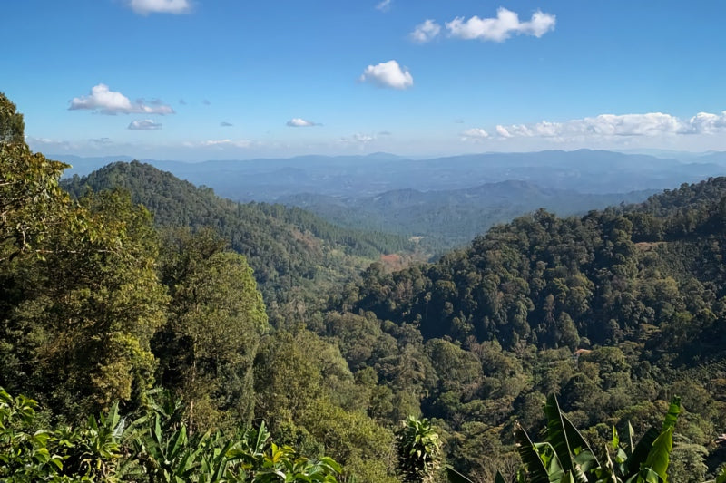 Santa Maria De Lourdes - Nicaragua - CURRENT GUEST COFFEE - BAGS AVAILABLE IN STORE
