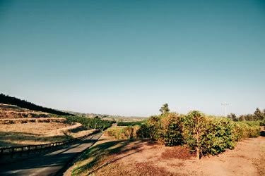 SPECIALITY COFFEE BEANS - ESPIRITO SANTO PINHAL, SÃO PAULO, BRAZIL, SINGLE ORIGIN