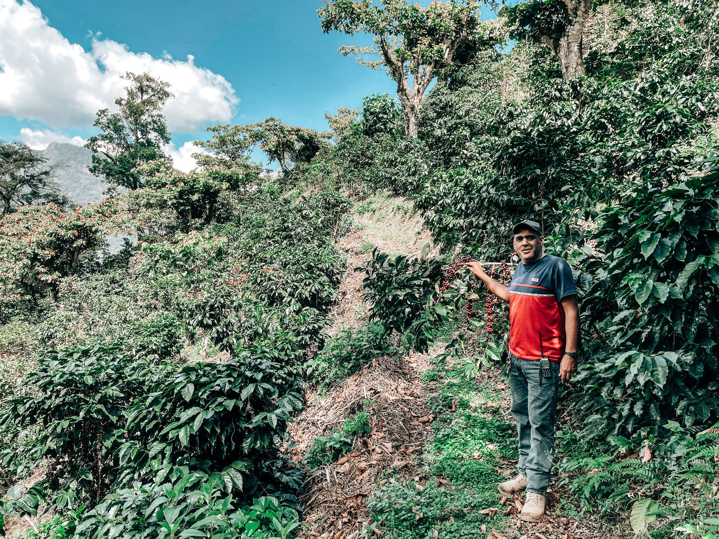 SPECIALITY COFFEE BEANS - RANCHO MORELIA, SIERRA MADRE, MEXICO, SINGLE ORIGIN